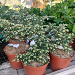 Jedľovec kanadský (Tsuga canadensis) ´GENTSCH WHITE´ - výška 20-30 cm, kont. C2L